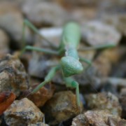 Praying mantises looking at camera