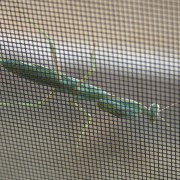 Praying mantises on my window