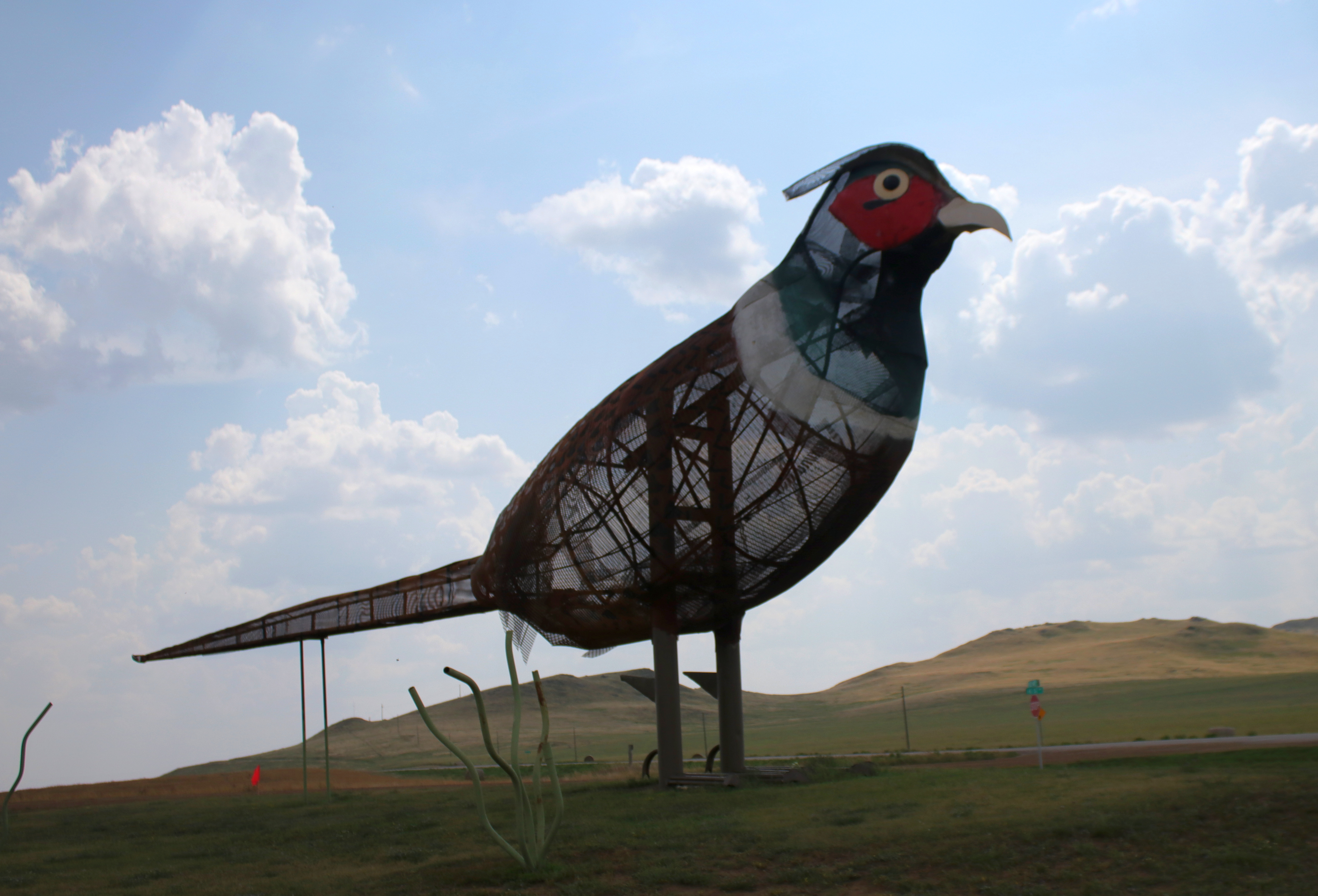 Daddy-Pheasant