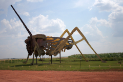 Big-Grasshopper