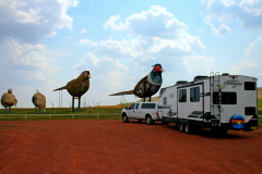 Pheasants-on-the-Prairie