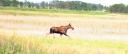Moose