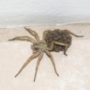 spider 1