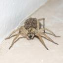 spider 2