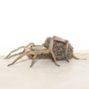 spider 3