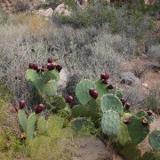 prickly pear