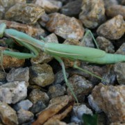 Praying Mantises, side view