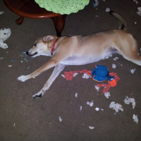 Penne and chewed toys