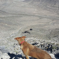 Penne, 2 yrs old, east of Las Vegas, NV