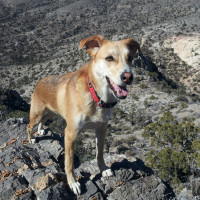 Penne 1 yr old, near Las Vegas, NV