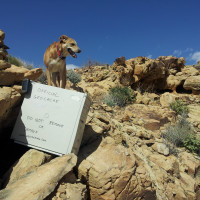 Penne, 2 years old, Beaver Dam Wash NCA, UT