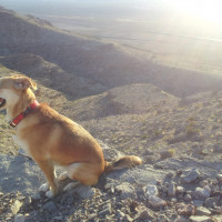 Penne, 1 yr old, north of Nellis AFB, NV