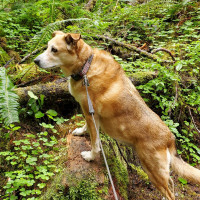 Penne in Hoh Rain Forest