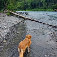 Penne in Hoh River