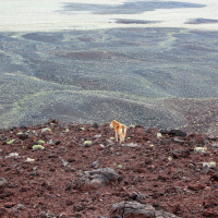 Penne near Silver Peak, NV